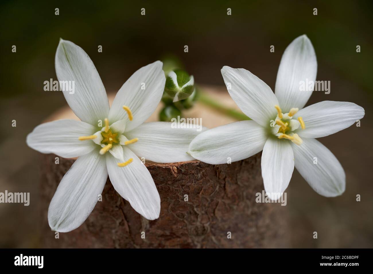 Frühlingsblume Ornithogalum umbellatum in der Wiese. Bekannt als Garten-Stern-von-Bethlehem, Graslilie, Mittagsschlaf oder Eleven-Uhr. Stockfoto