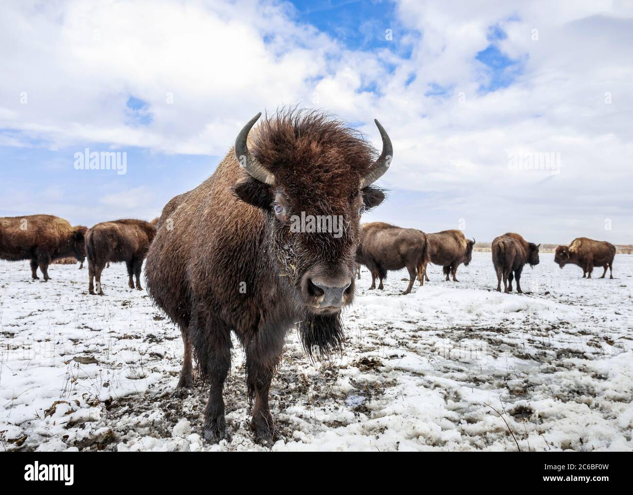 Plains Bison, (Bison Bison Bison), Nahaufnahme, Manitoba, Kanada. Stockfoto