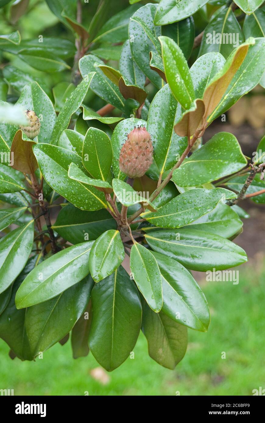Magnolia grandiflora blatt Fotos und Bildmaterial in hoher Auflösung