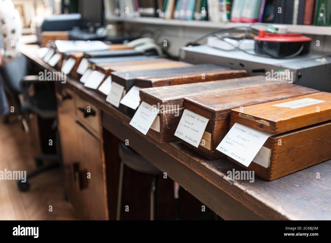 Botanik und Natur. Botanisches Lernen und Lehren. Pflanzen, Wissenschaft, Proben, Konservierung, Kurator, Glas-Dias, fotografische Platten, Reinigung Stockfoto