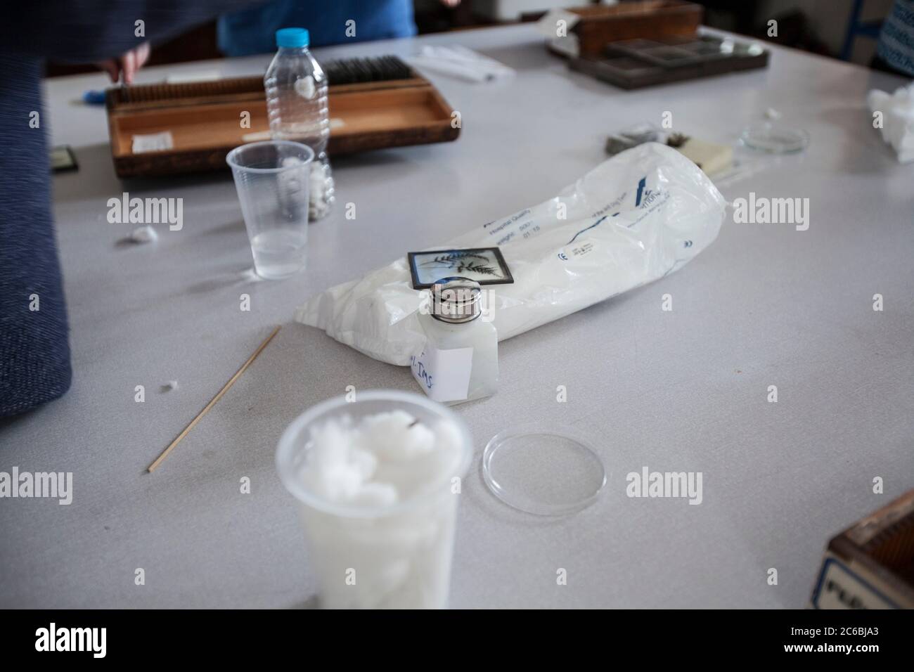 Botanik und Natur. Botanisches Lernen und Lehren. Pflanzen, Wissenschaft, Proben, Konservierung, Kurator, Glas-Dias, fotografische Platten, Reinigung Stockfoto
