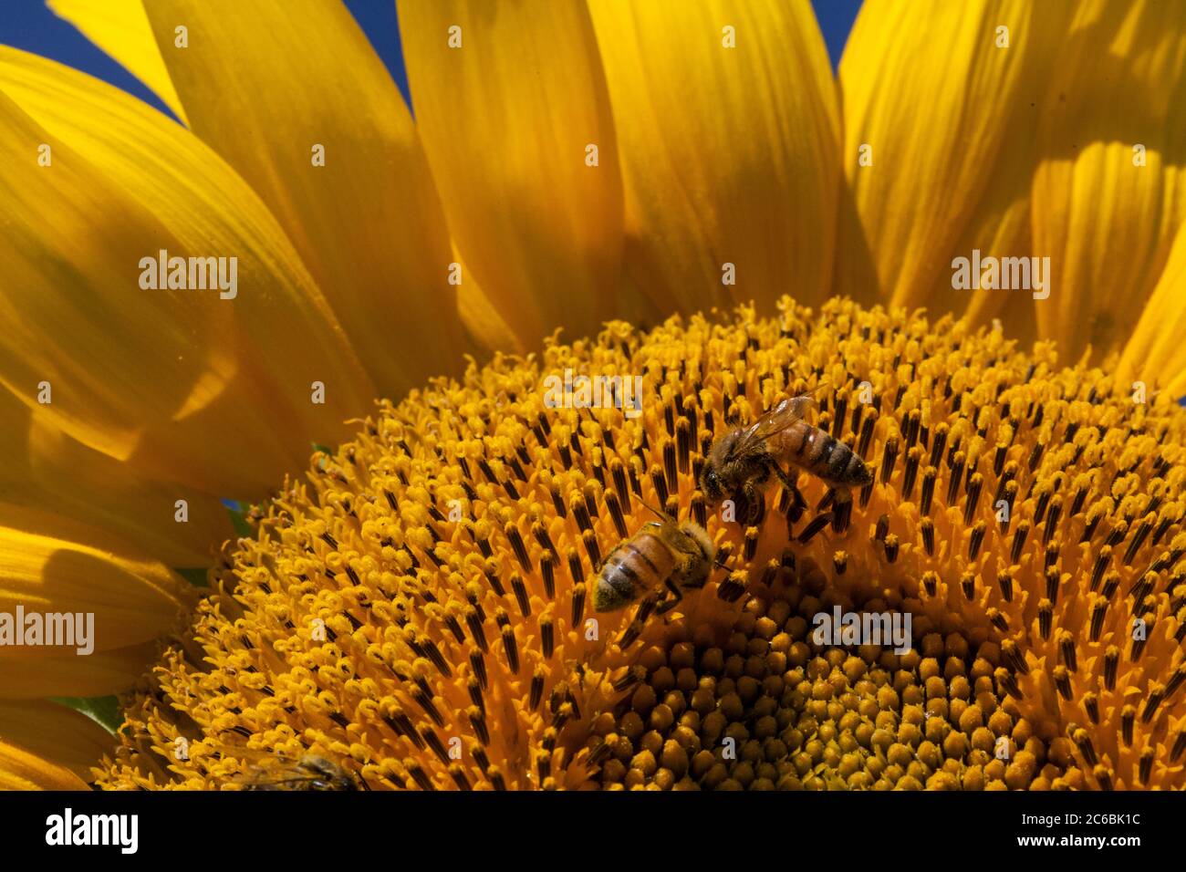 Nahaufnahme einer Honigbiene auf einer riesigen, gelben Sonnenblume. Stockfoto