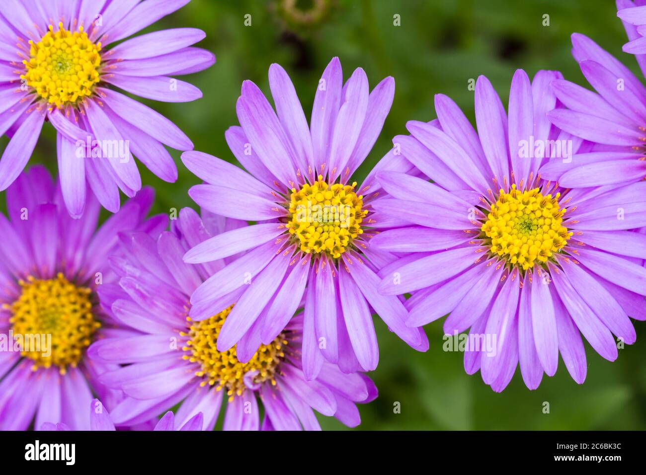 Aster frikartii 'Floras Delight' Fliederblüten blühend im Sommer, England, Großbritannien Stockfoto