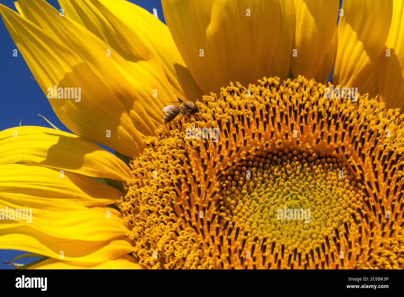 Nahaufnahme einer Honigbiene auf einer riesigen, gelben Sonnenblume mit einem strahlend blauen Himmel. Stockfoto