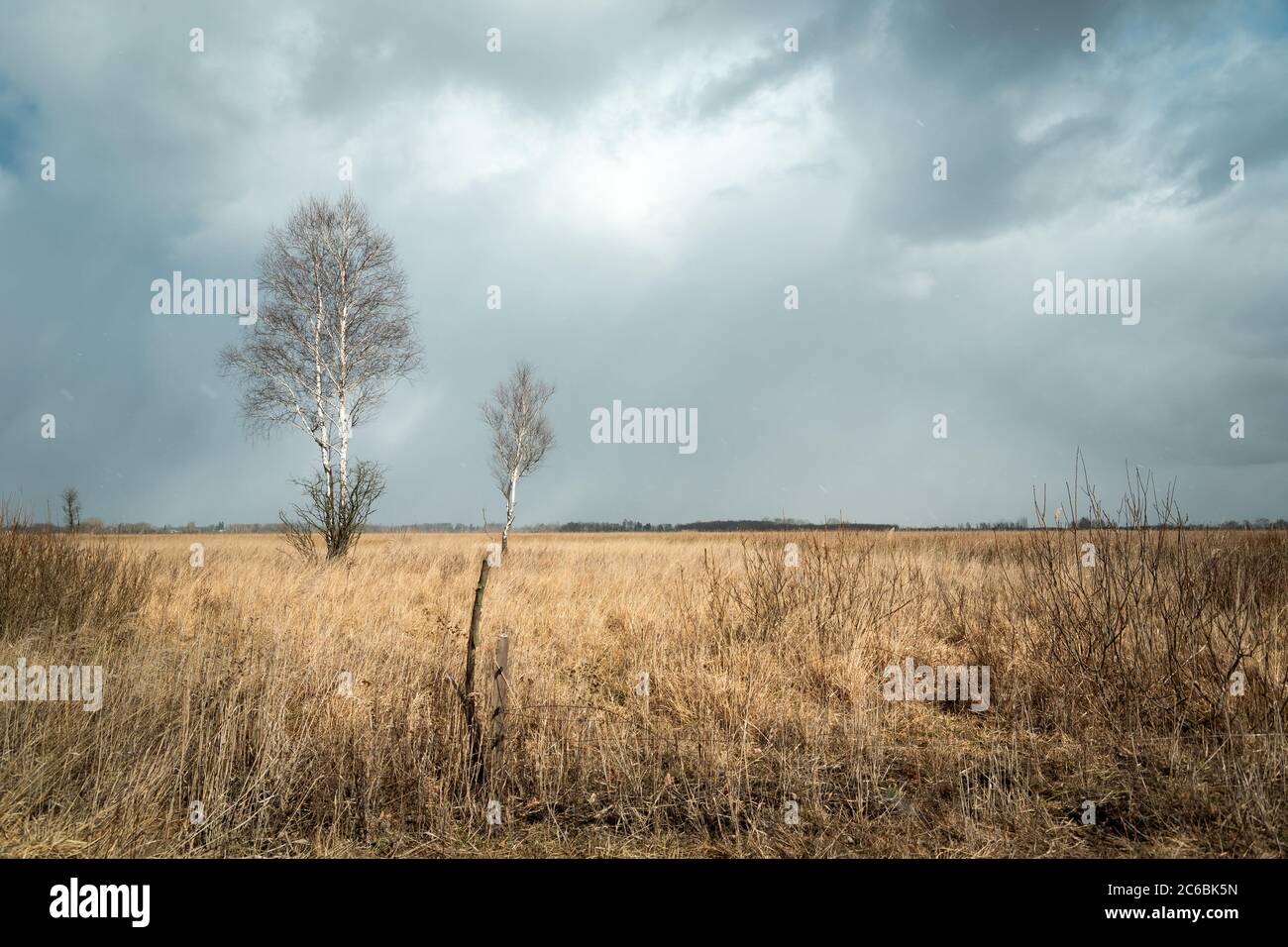 Birken ohne Blätter und trockenes Gras, wolkige Himmel Stockfoto