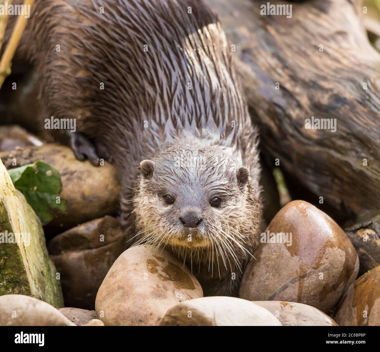 Vorderansicht Nahaufnahme eines asiatischen kurz-Krallenotters (Aonyx cinereus), der im Freien im britischen Wildpark isoliert ist, nass nach dem Schwimmen. Stockfoto