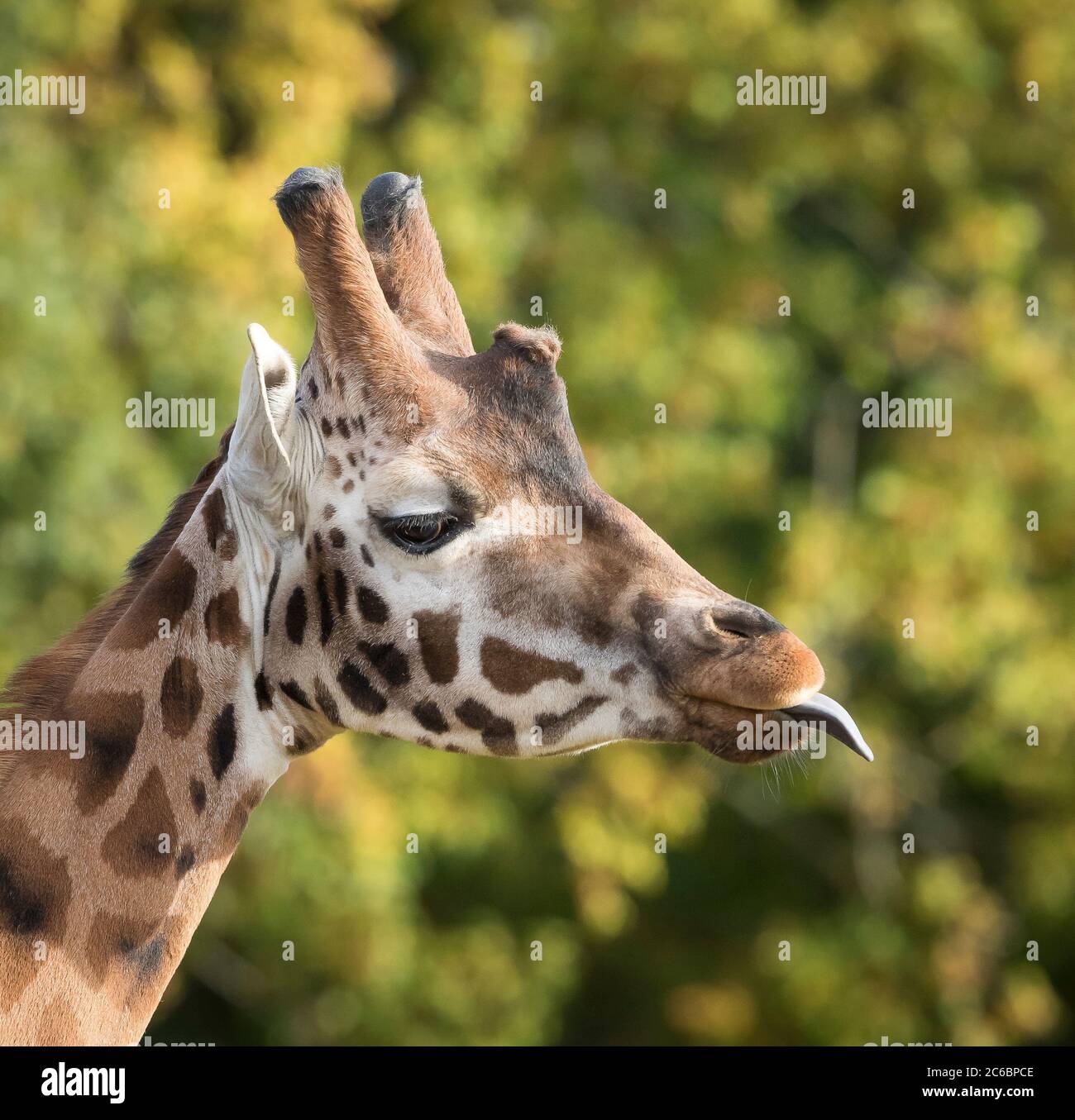 Seitenansicht Nahaufnahme eines lustigen Giraffentieres (Giraffa camelopardalis), das die Zunge herausstreckt, isoliert im Freien im Cotswold Wildlife Park, Großbritannien. Humorvoll. Stockfoto