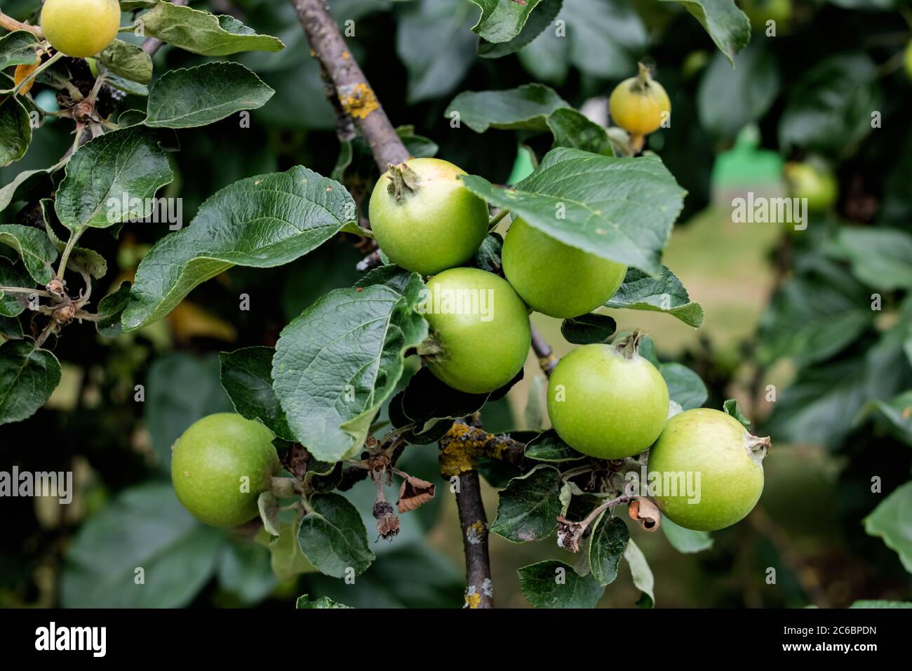 Kleine grüne Äpfel auf einem Zweig Nahaufnahme Stockfoto