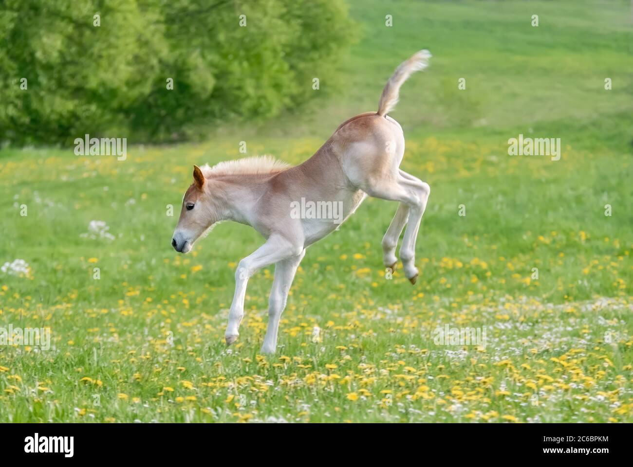Lustige Haflinger Fohlen Böcke und Kapern, das Lerchen Baby Pferd genießt toben und läuft über eine blühende Wiese im Frühjahr Stockfoto