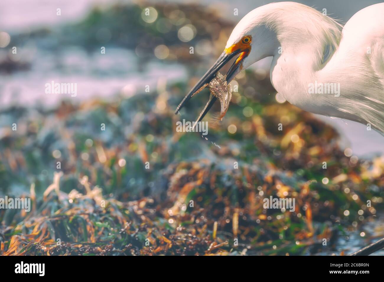 Der schneebedeckte Egret Egretta thula hält eine Beute in seinen Schnäbeln, Point Lobos State Natural Reserve, Carmel, Kalifornien, USA Stockfoto