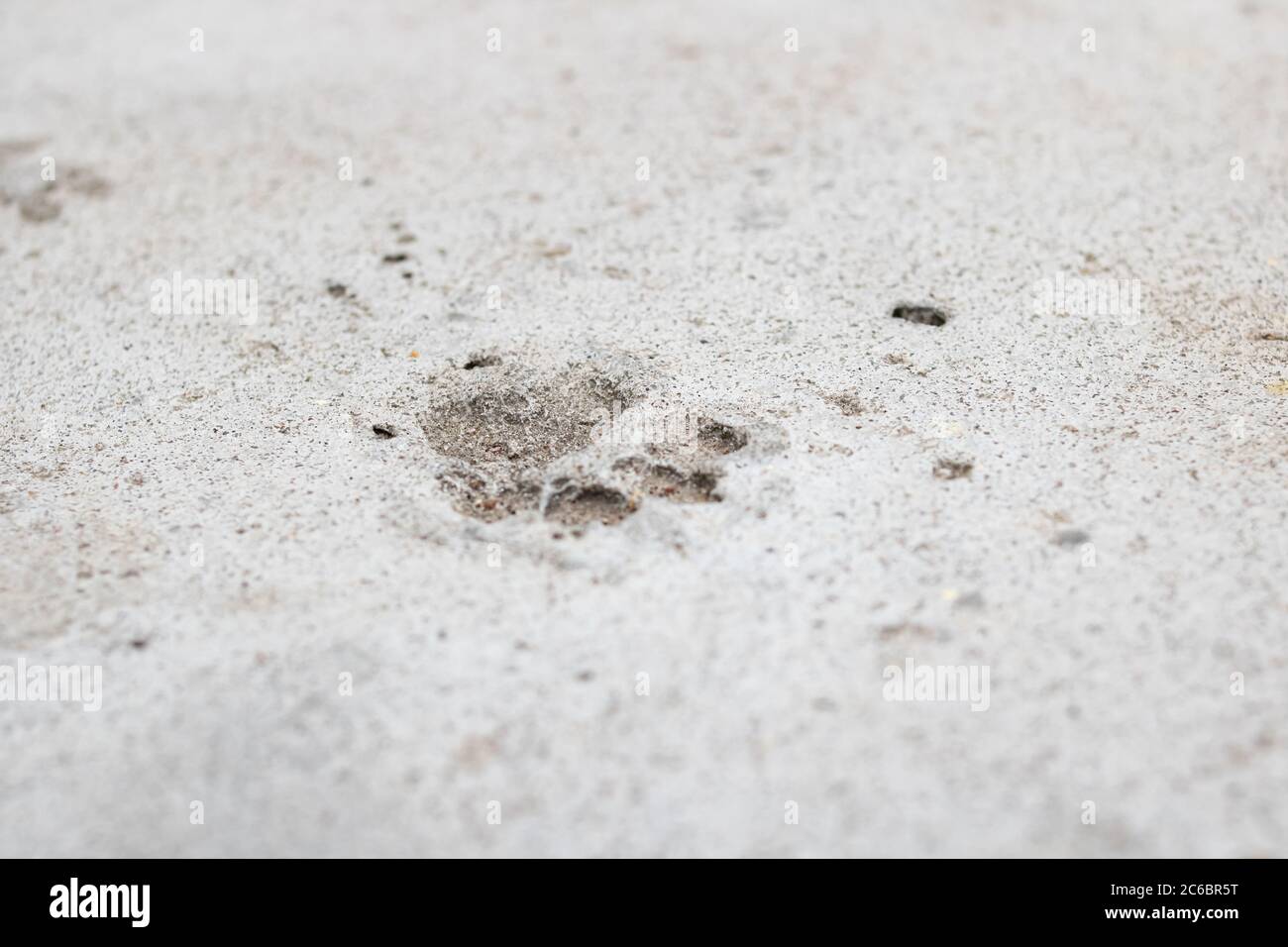 Aufdruck einer Katzenpfote auf Beton Stockfoto