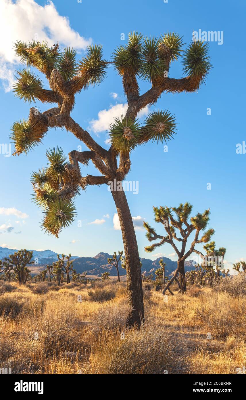 Joshua Trees und die Landschaft im Joshua Tree National Park, Kalifornien, USA. Stockfoto