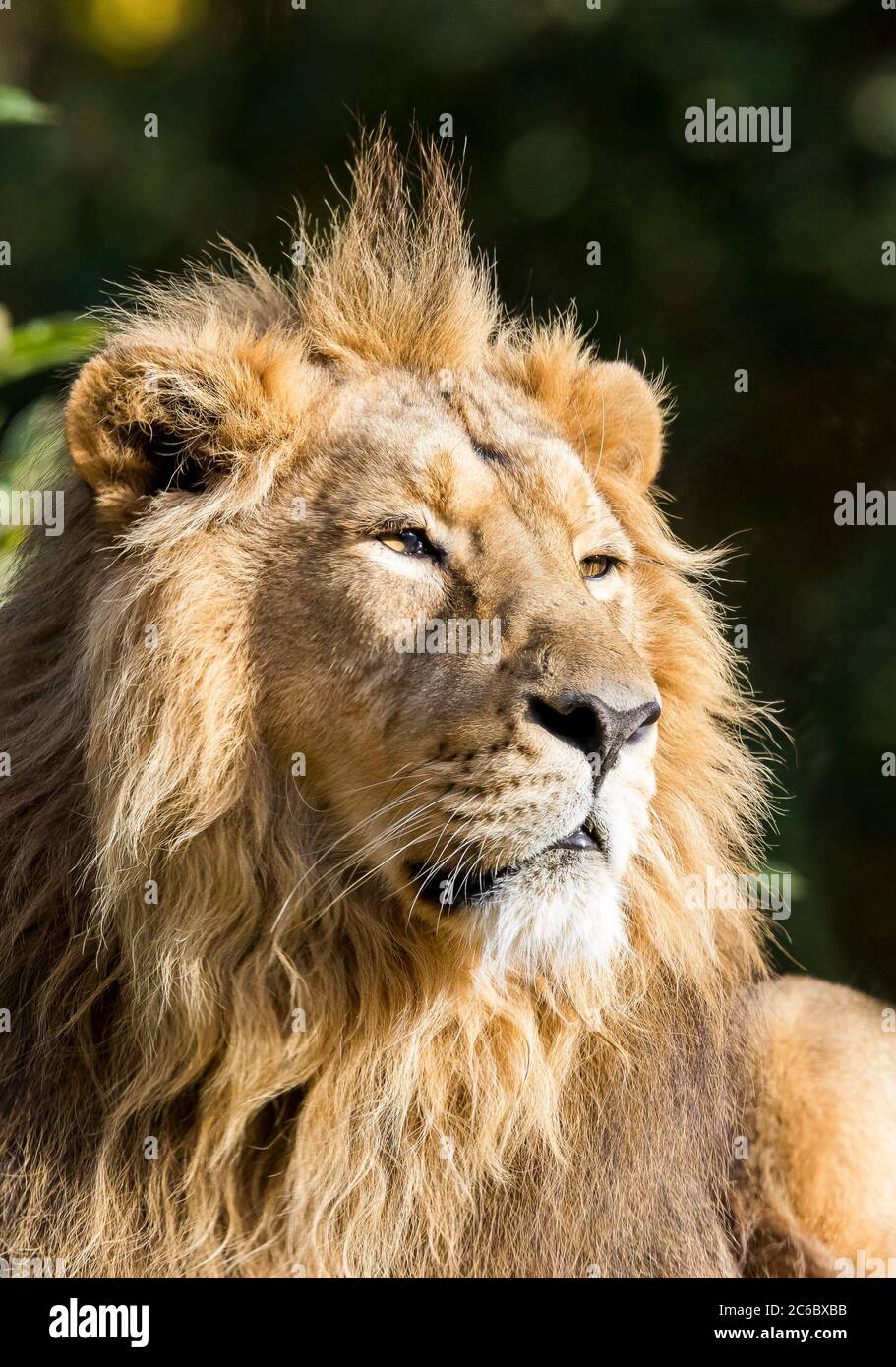 Nahaufnahme eines männlichen asiatischen Löwen (Panthera leo persica), der seine Nachmittagssiesta genießt und sich bei Sonnenschein im Cotswold Wildlife Park, Großbritannien, entspannt. Stockfoto