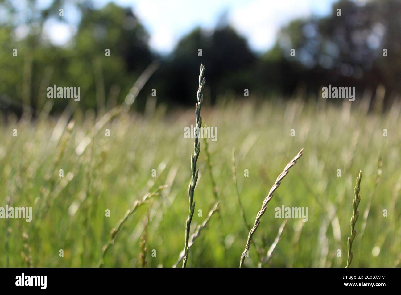 Nahaufnahme eines wilden Grases auf einer Wiese in Manchester, England Stockfoto