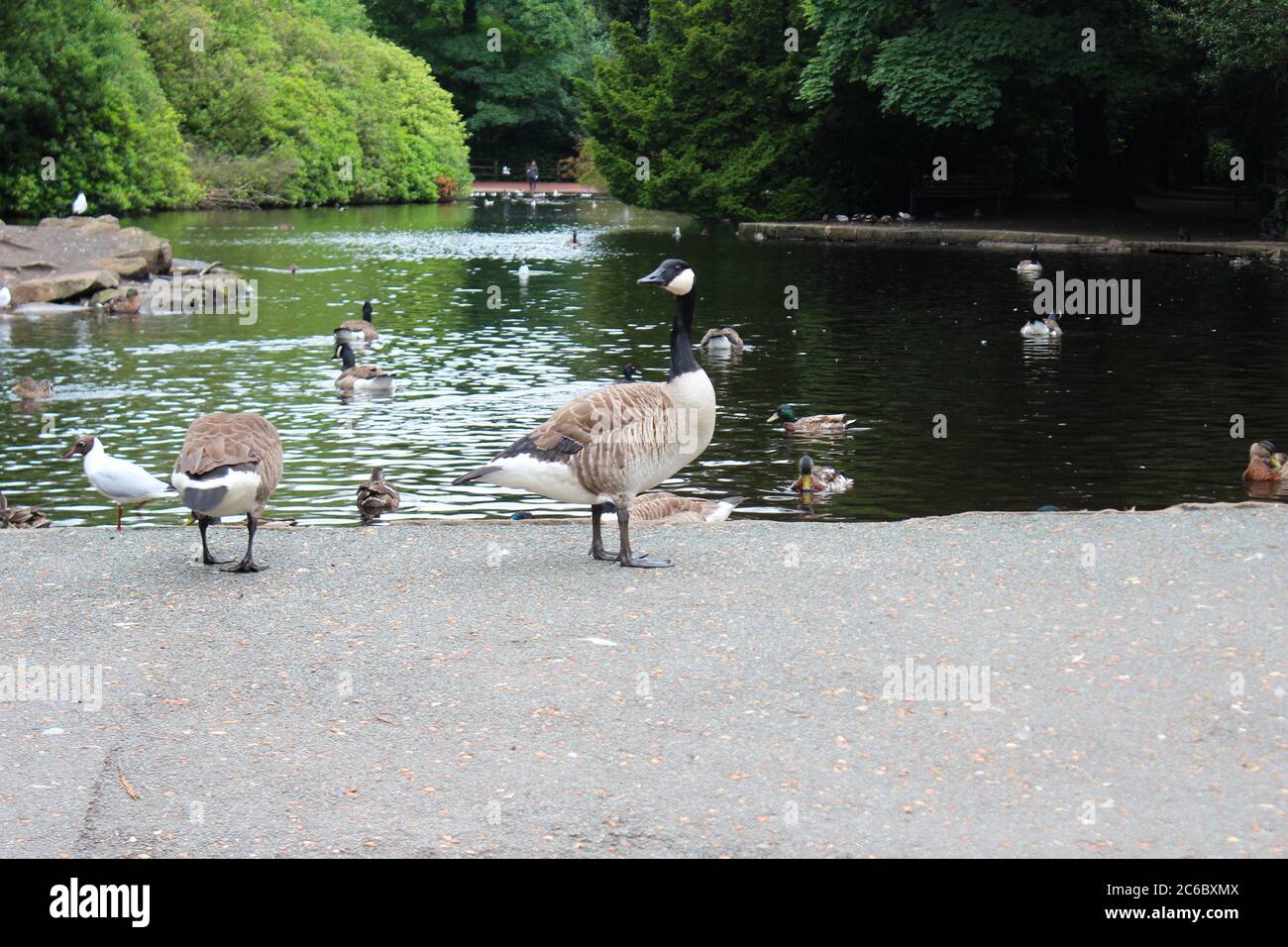 Eine Kanadagans an einem See im Manor Park in Glossop, England Stockfoto