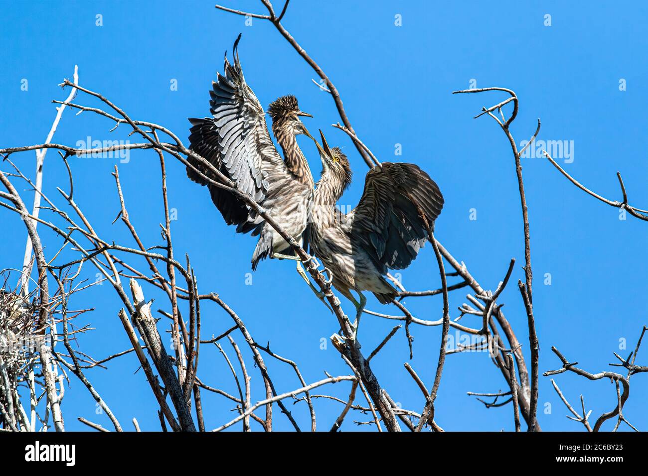 Zwei Juvenile Black-Crowned Night Reiher konkurrieren um die Dominanz auf einem Baum Zweig. Stockfoto