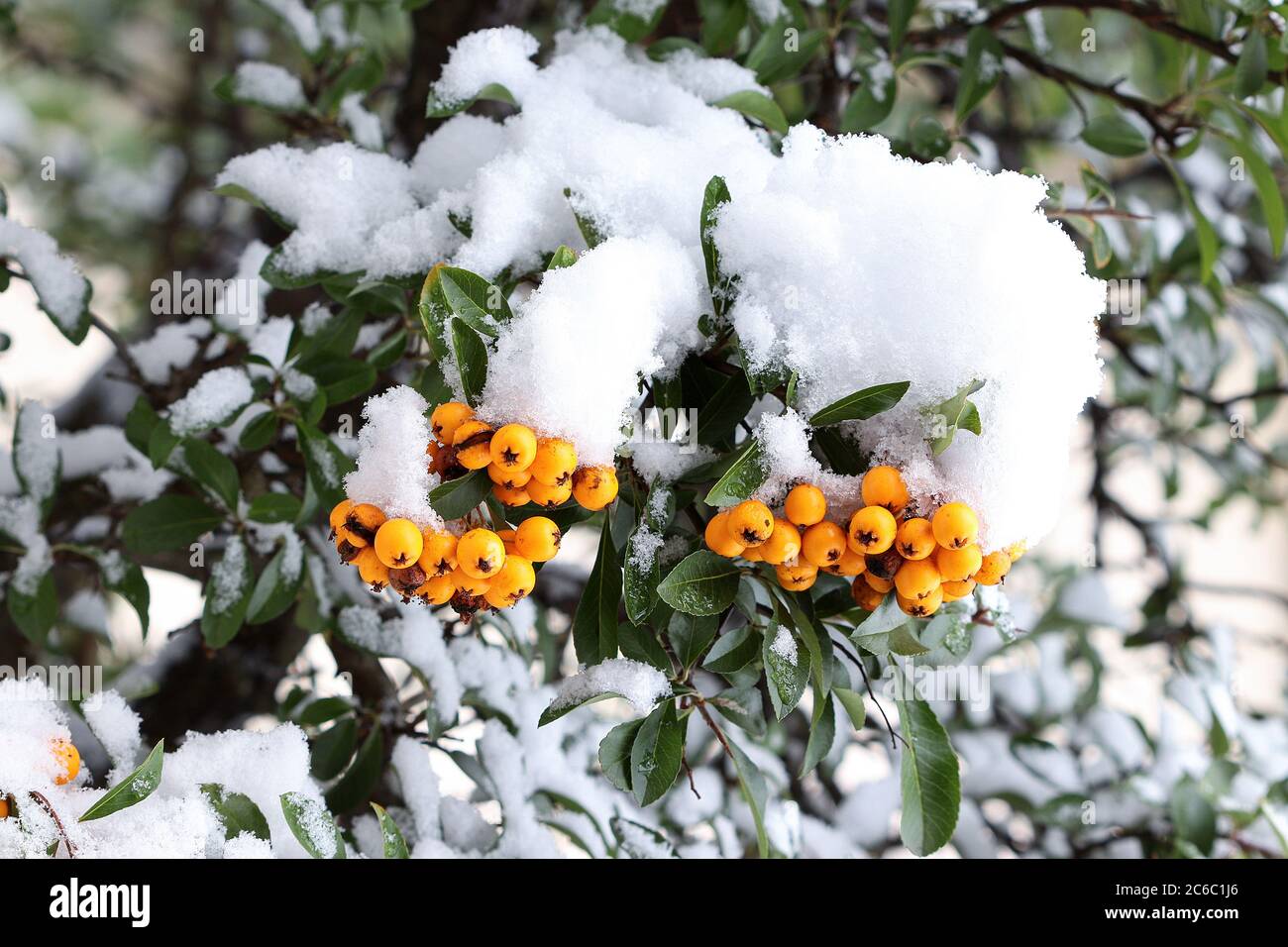 firethorn Beeren mit Schnee im Wintergarten Stockfoto