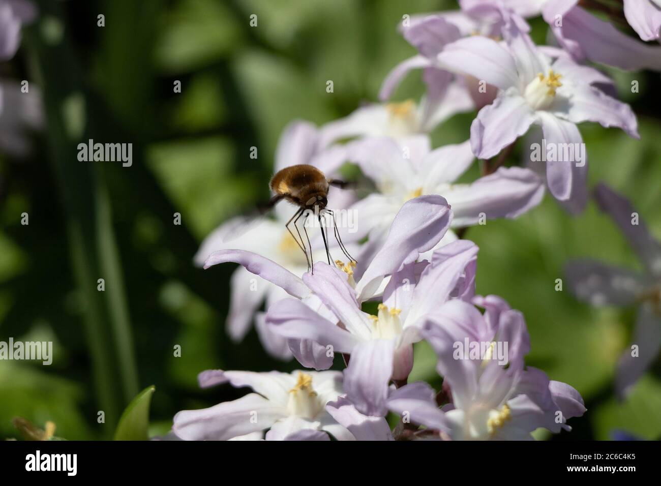 Bienenfliege auf Blume Glory des Schnees Stockfoto