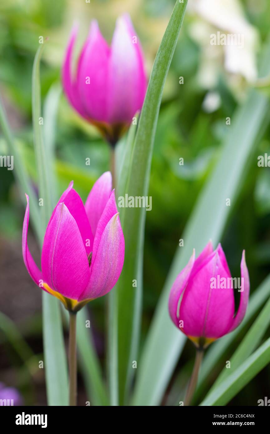 Wilde Tulpen in rosa Pulchella Persian Pearl Stockfoto