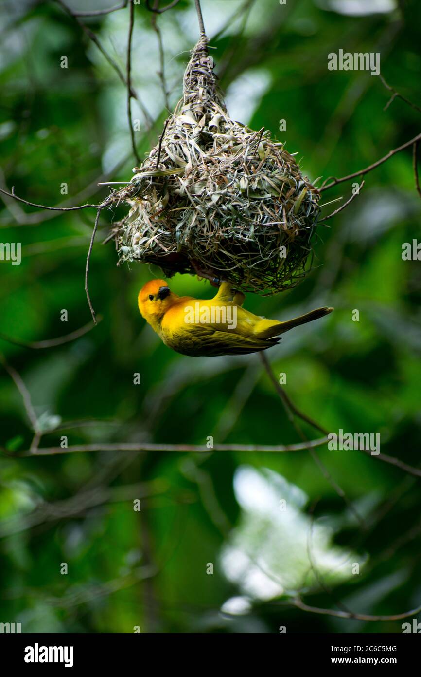Taveta Golden Weaver Weaving ein Nest Stockfoto