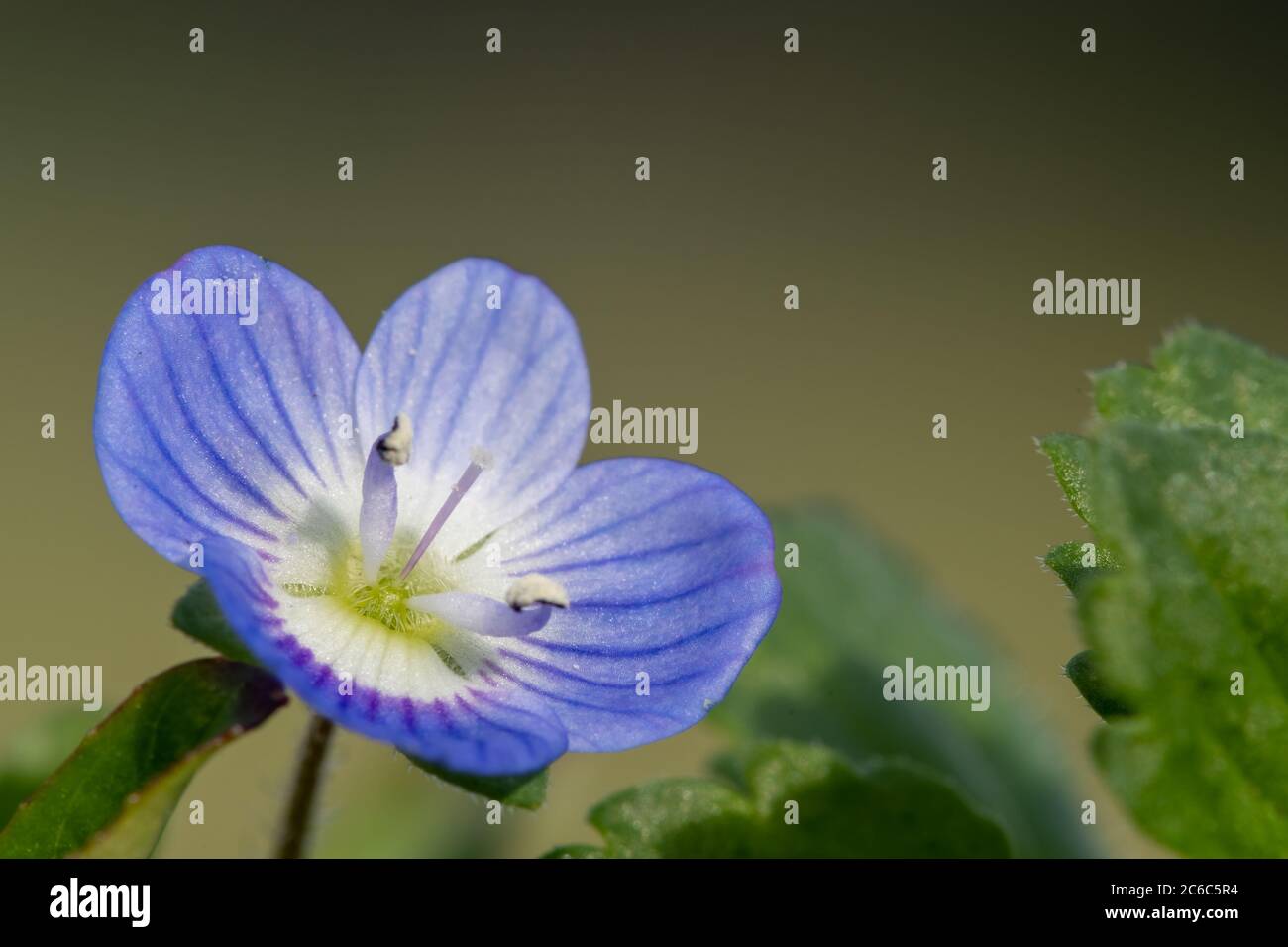 Makroaufnahme einer gewöhnlichen Speedwell-Blume (veronica arvensis) Stockfoto