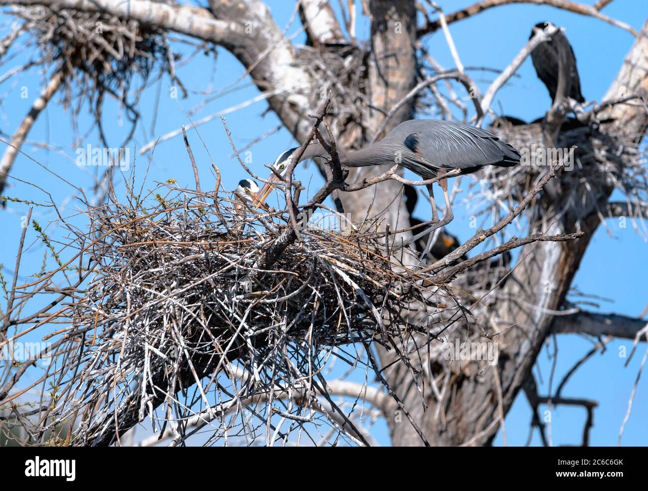 Ein Paar nistende Blaureiher schafft es, einen langen Stock in ihrem Nest zu platzieren, indem sie ihn zusammen mit ihren Scheinen anpassen. Stockfoto