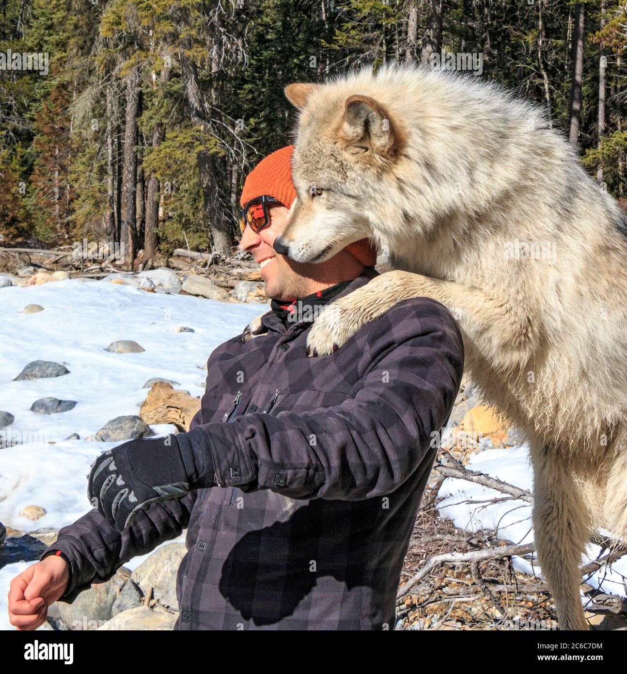 Der Mensch trifft Scrappy Dave, einen der Wölfe auf einem geführten Wolfsspaziergang durch den Wald mit Northern Lights Wolf Center, einem Zentrum für Wolfsrettung und -Bildung in Golden, BC. Die geführte Wanderung mit Wölfen im Wald beinhaltet eine "Begegnung", bei der der Wolf auf dem Rücken eines Besuchers steht und oft den Hals leckt. Das sind Wölfe, die von Geburt an zu Menschen sozialisiert wurden. Stockfoto