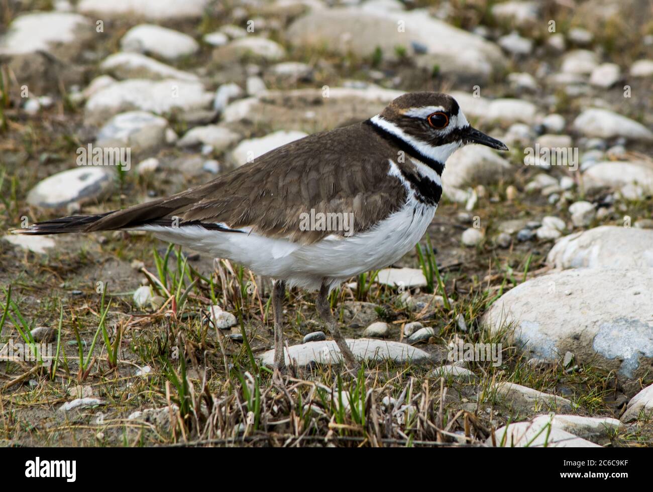 Killdeer Stockfoto