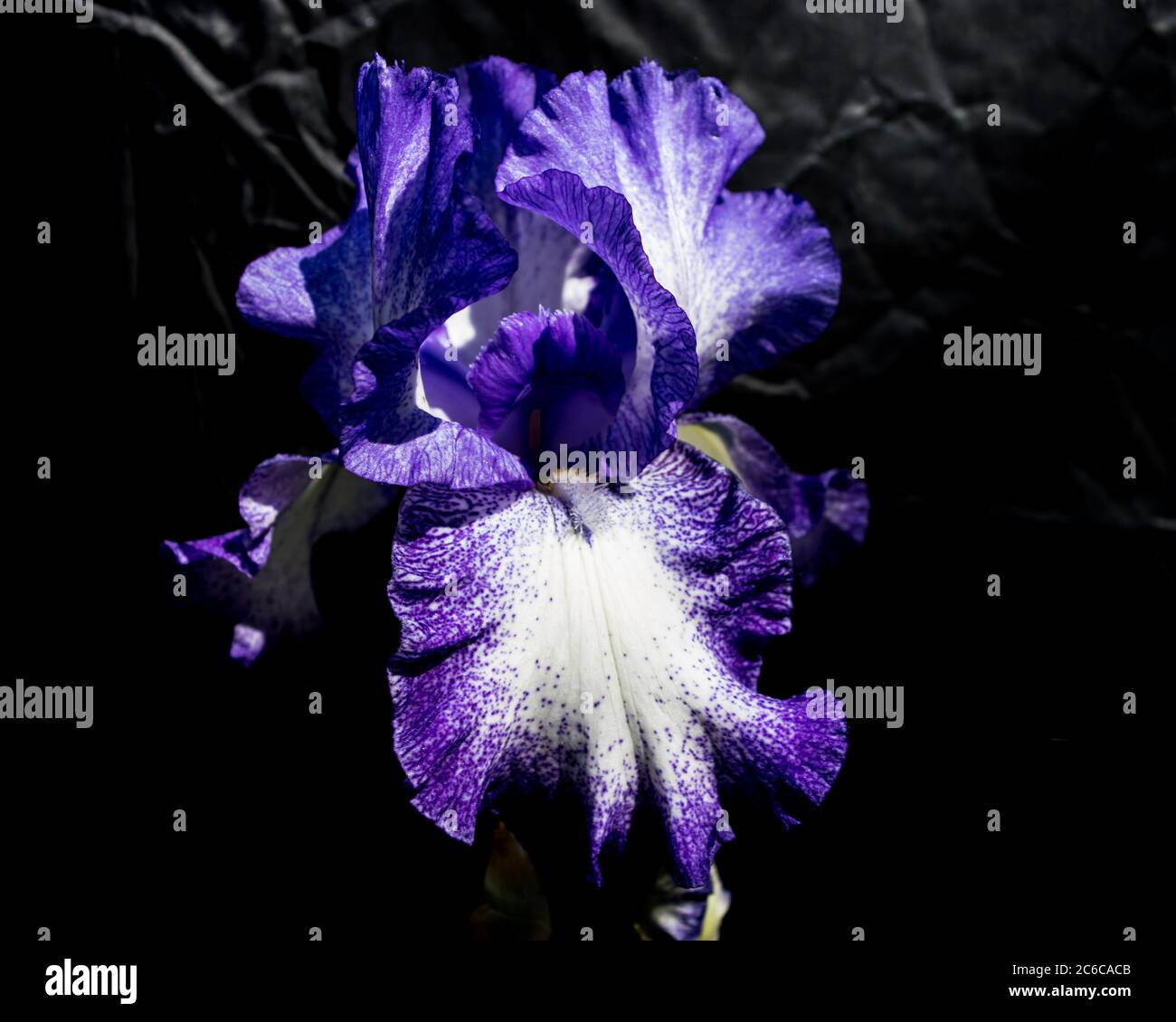 Iris in voller Blüte Stockfoto