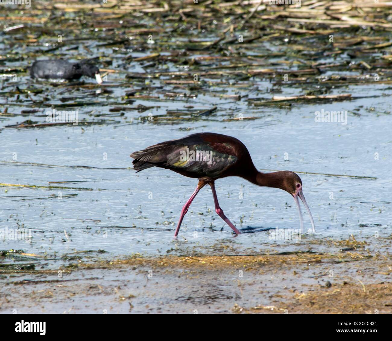 Weißen konfrontiert Ibis Stockfoto