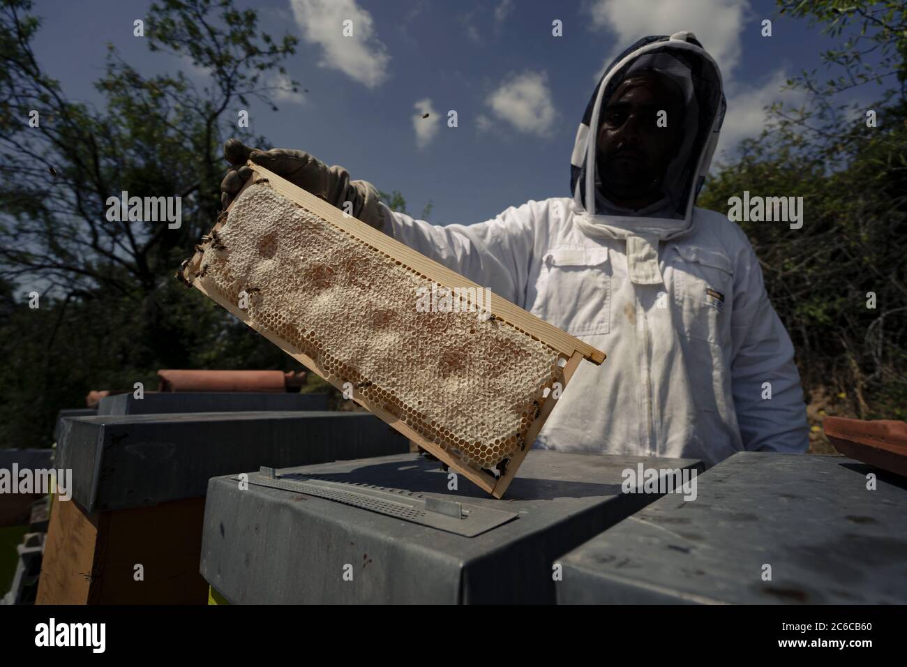 Ein Imker hält einen Rahmen voller Honig in sich Vor ihm Stockfoto