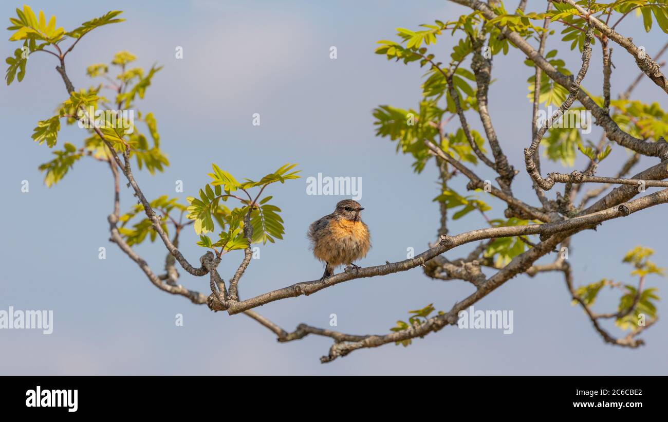 Schwarzkehlchen Stockfoto