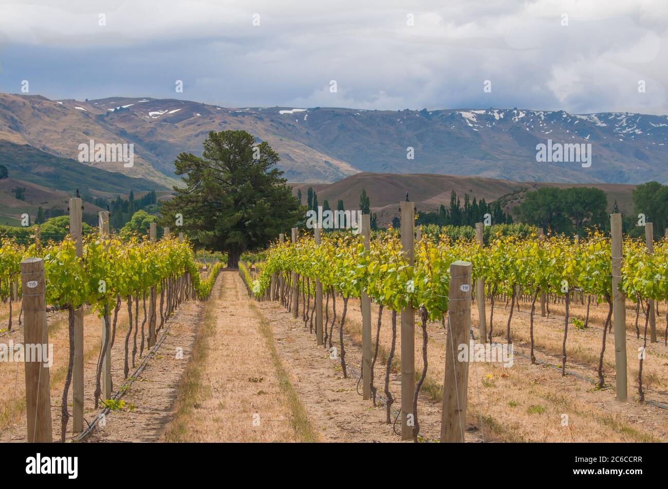 Farbenfrohe Landschaftsaufnahme eines Weinbergs in Neuseeland. Südinsel. Pinot Noir. Stockfoto