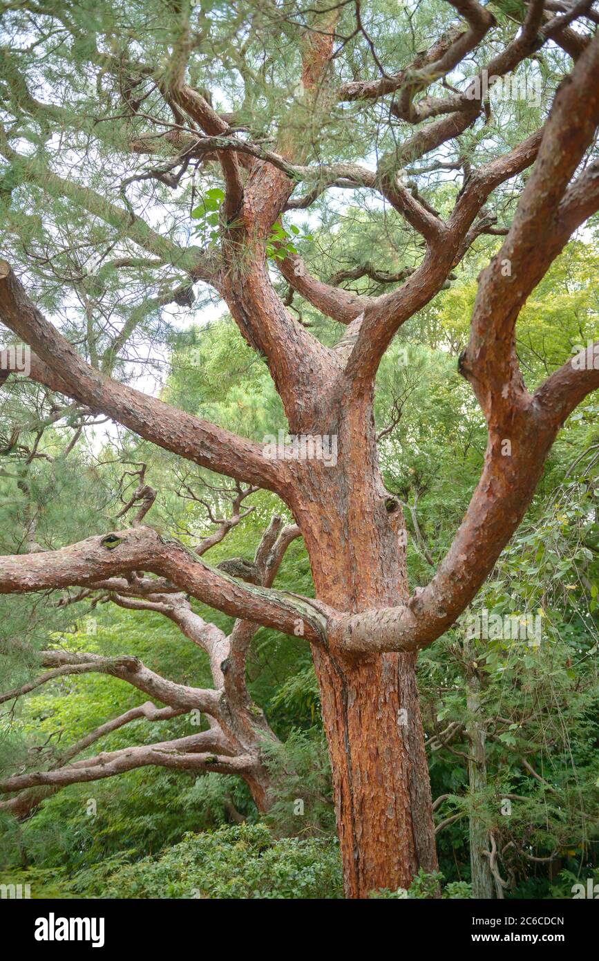 Japanische RotKiefer, Pinus densiflora, Japanische Rotkiefer, Pinus