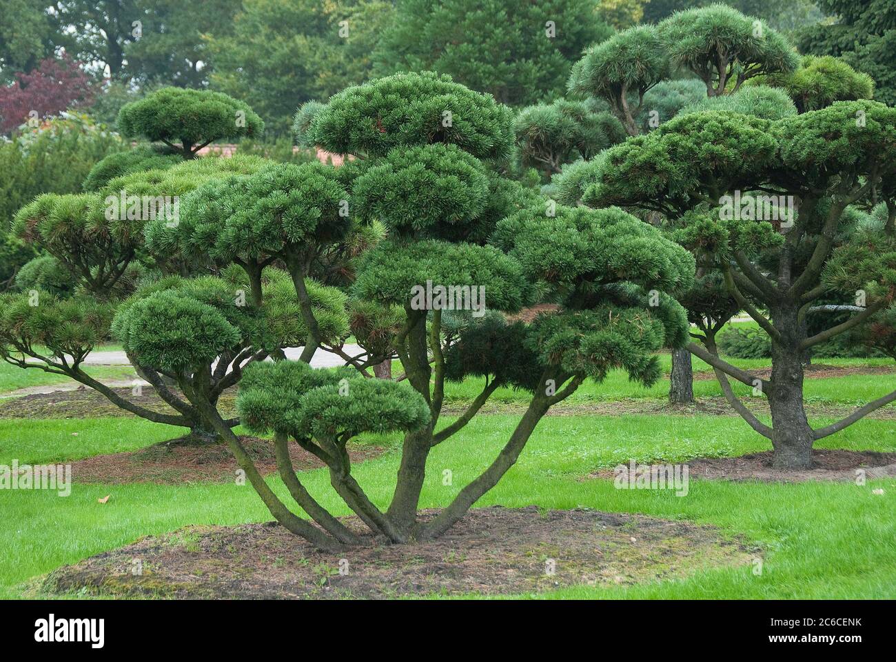 Garten-Bonsai, Krummholzkiefer , Pinus mugo Gnom, Garten Bonsai, Bergkiefer,  Pinus mugo gnome Stockfotografie - Alamy