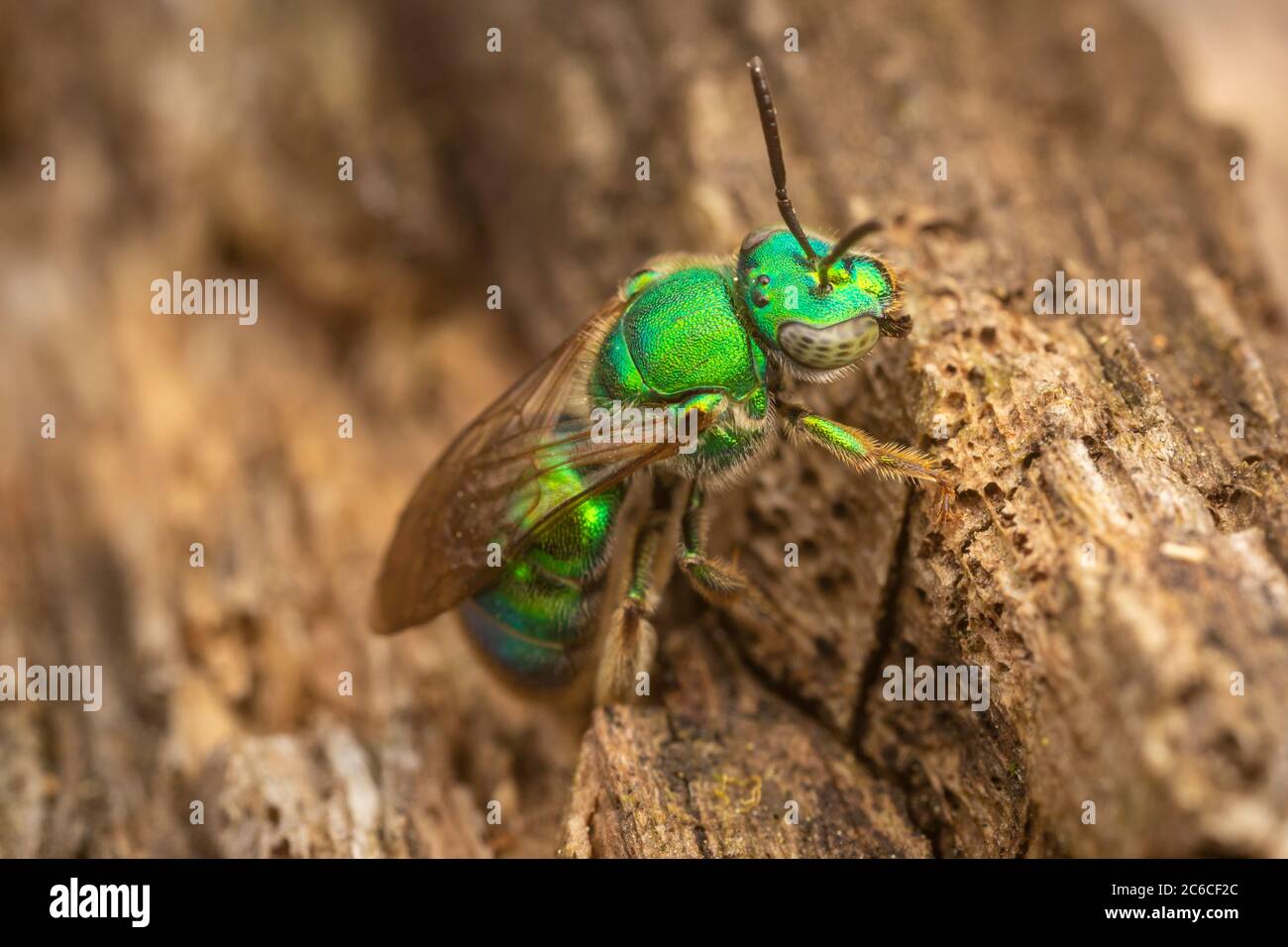 Schweißbiene (Augochloropsis sp.) Uber den Augochloropsis-metallica-Spezies-Komplex. Stockfoto