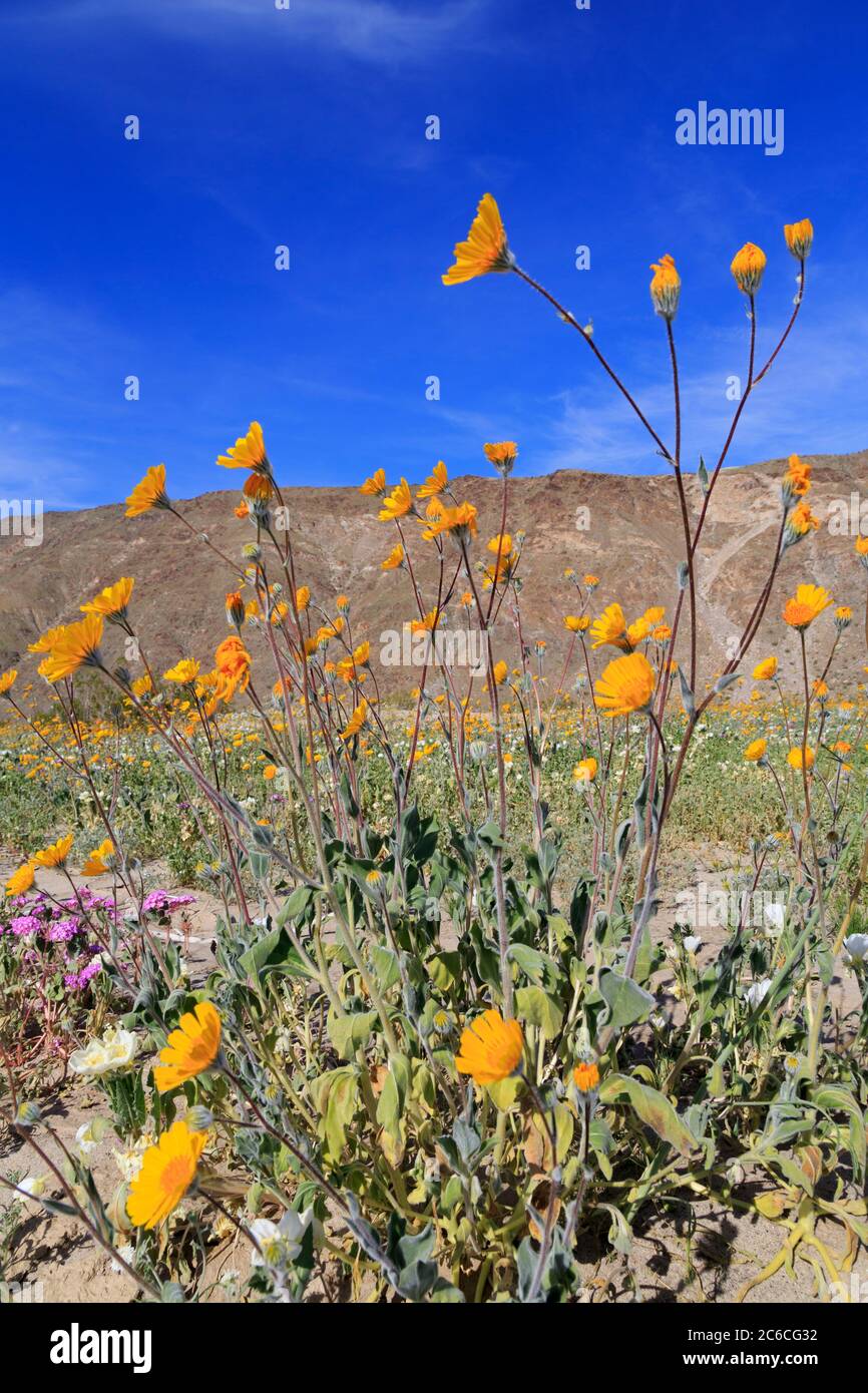 Wüste Sonnenblumen, Anza-Borrego Desert State Park, Borrego Springs, Kalifornien, USA Stockfoto