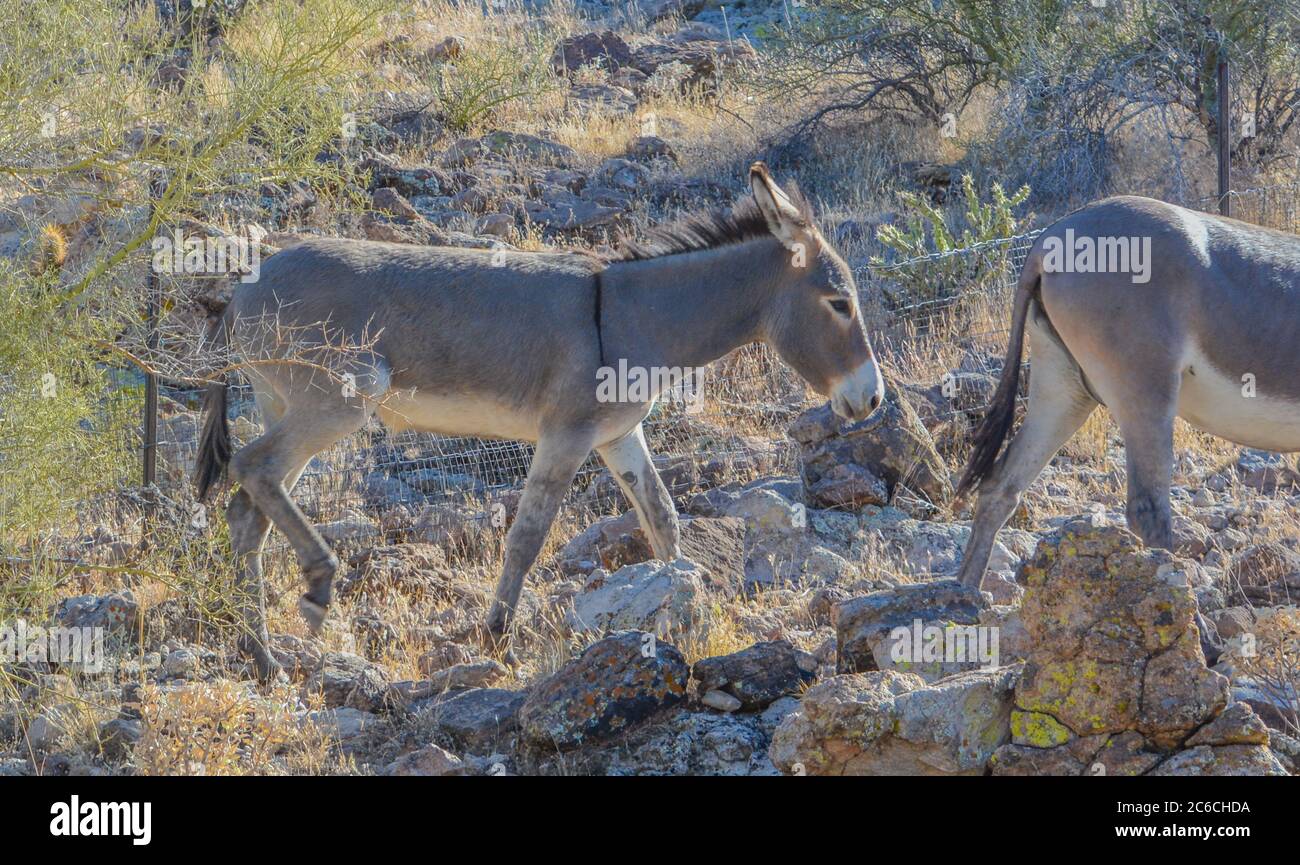 Kostenlose Roaming Wild Burro's im Lake Pleasant Regional Park. Sonoran Desert, Arizona USA Stockfoto