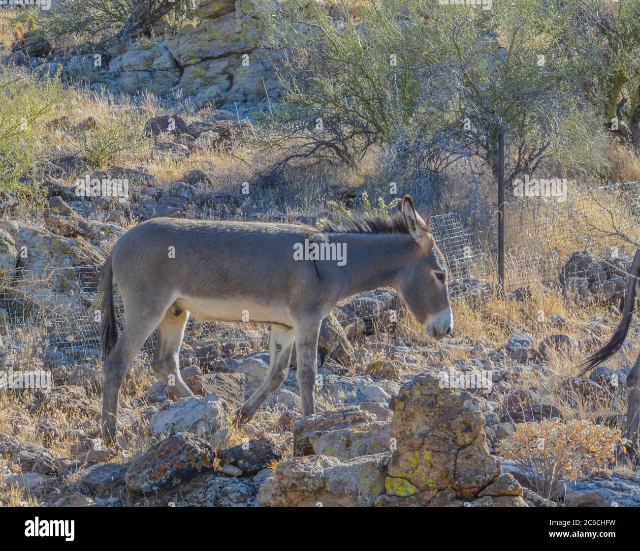 Kostenlose Roaming Wild Burro's im Lake Pleasant Regional Park. Sonoran Desert, Arizona USA Stockfoto