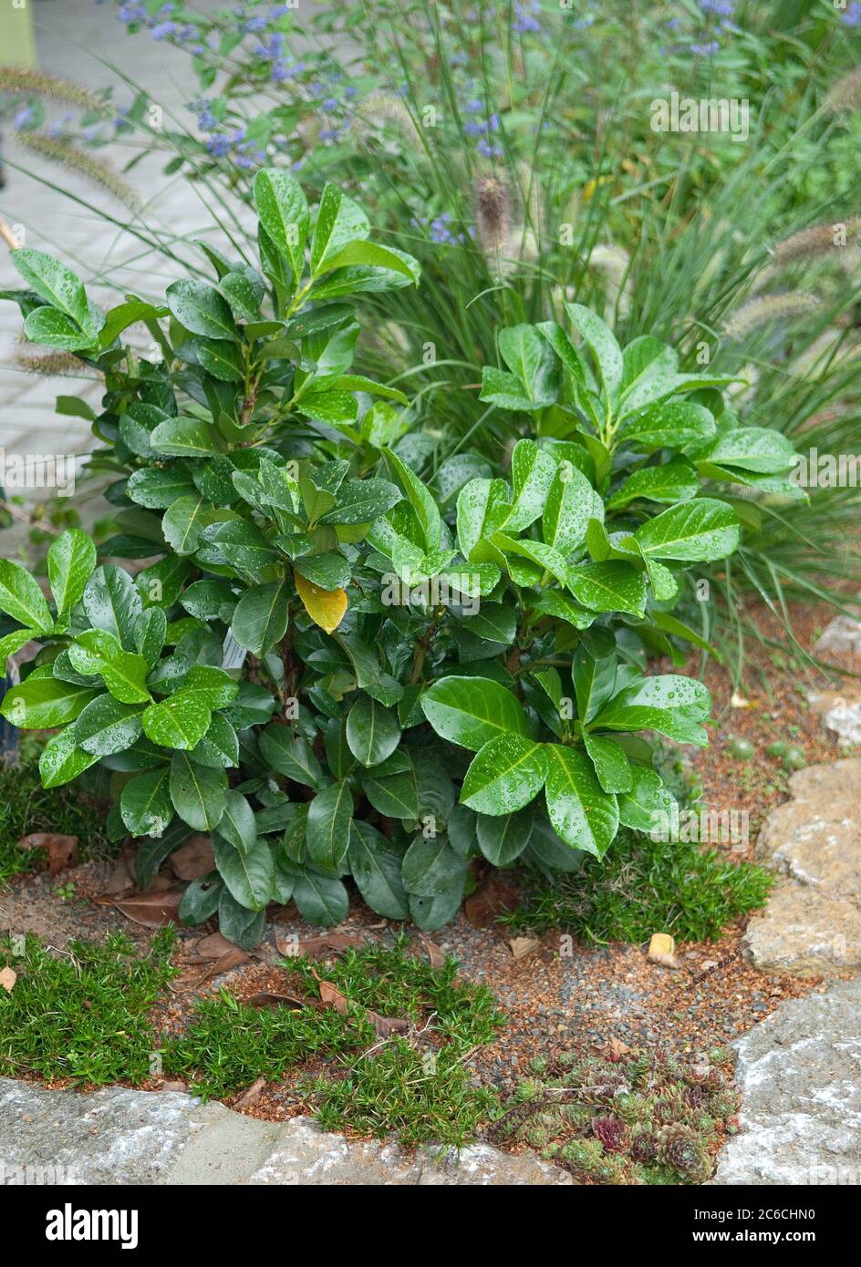 Lorbeerkirsche, Prunus laurocerasus Rotundifolia, Laurel, Prunus laurocerasus Rotundifolia Stockfoto