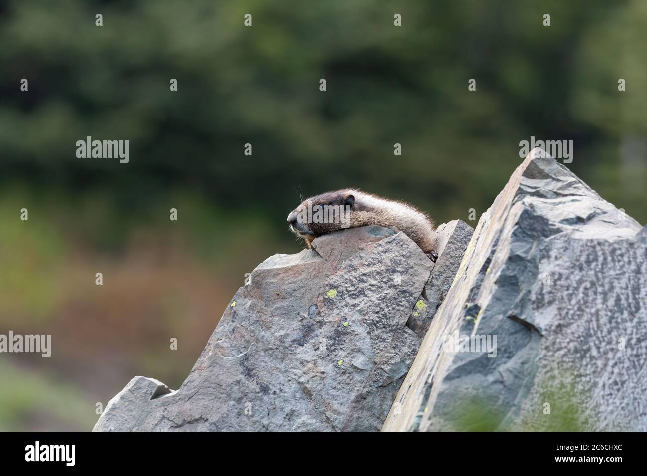Hoary Marmot, Marmota caligata, Cascade Mountain Range, Washington State Stockfoto