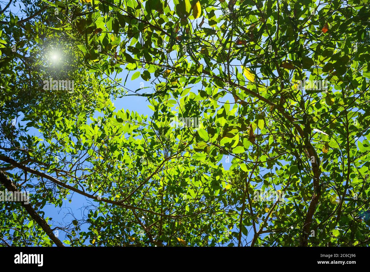 Grüne Blätter in der Baumkrone mit Linsenfackel Stockfoto