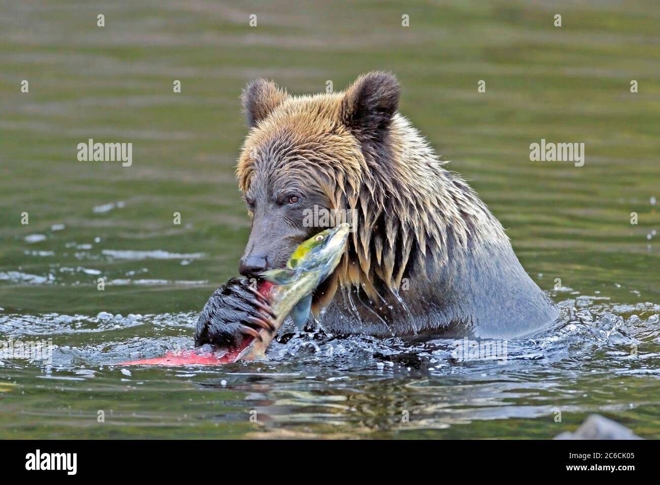 Grizzly Bear in einem Fluss essen Lachsfisch. Stockfoto