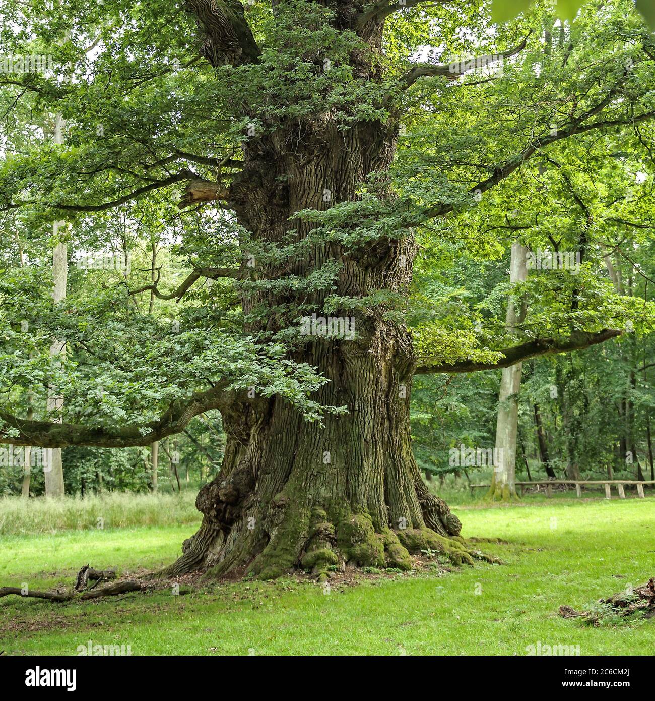 Ivenacker Eichen, Stiel-Eiche , Quercus robur, Ivenacker Eichen, Englische Eiche, Quercus robur Stockfoto