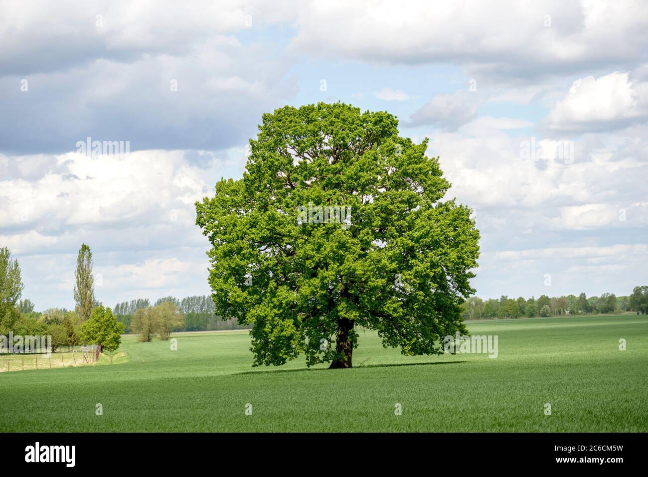 Stiel-Eiche, Quercus robur, Englische Eiche, Quercus robur Stockfoto
