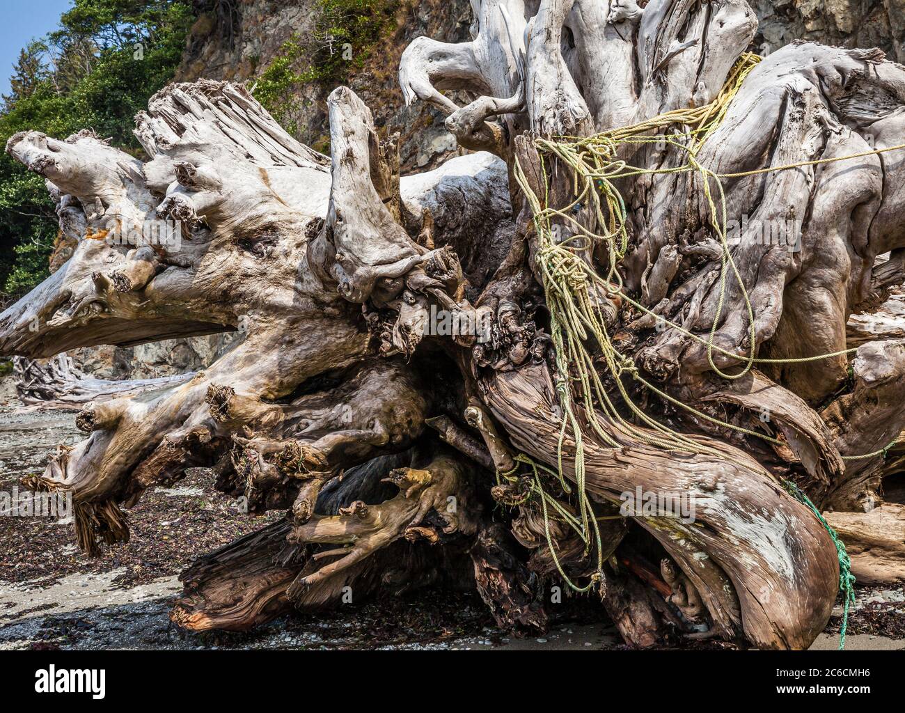 Seile wurden auf dem Wurzelball eines riesigen Treibholzwurzelballs an der Washington Coast, Olympic National Park Coastal Strip, ausgewaschen. Stockfoto