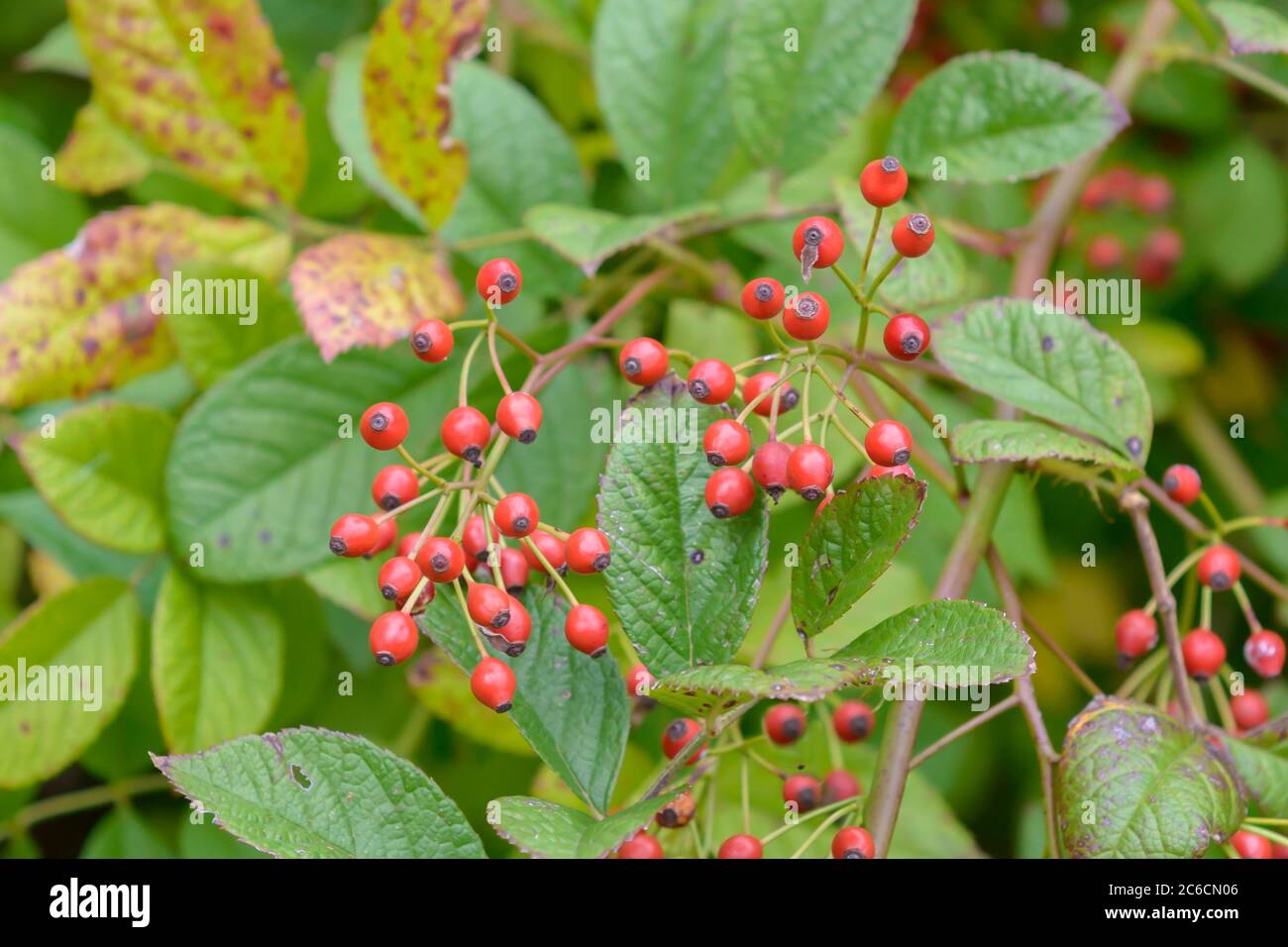 Vielblutige Rose, Rosa multiflora, Multiflora Rose, Rosa multiflora Stockfoto