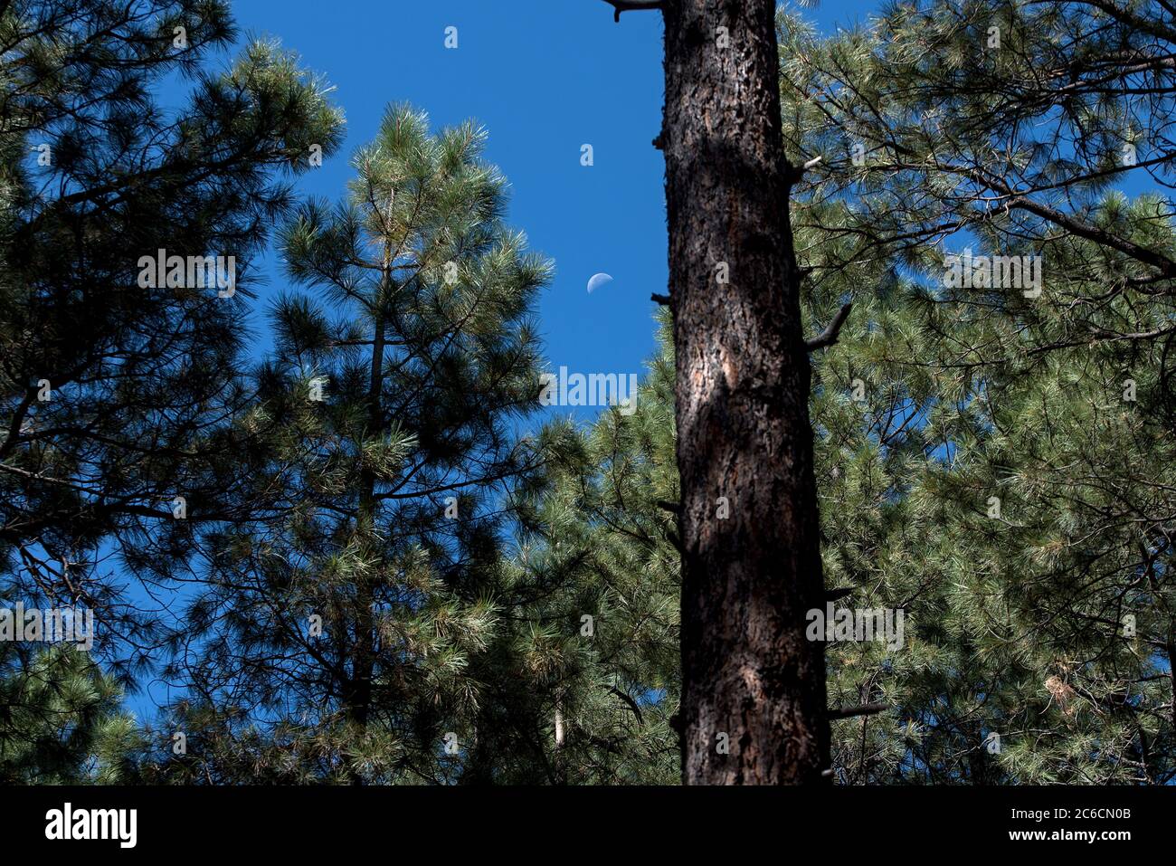 Schöner Campingplatz im Norden von Arizona. Pinien. mond in hellen Tag in klaren Himmel. Stockfoto