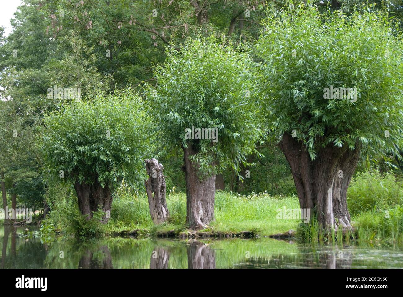 Kopfweiden im Spreewald, Silberweide , Salix alba, Weidenbäume im Spreewald, Weidenweiden, Salix alba Stockfoto
