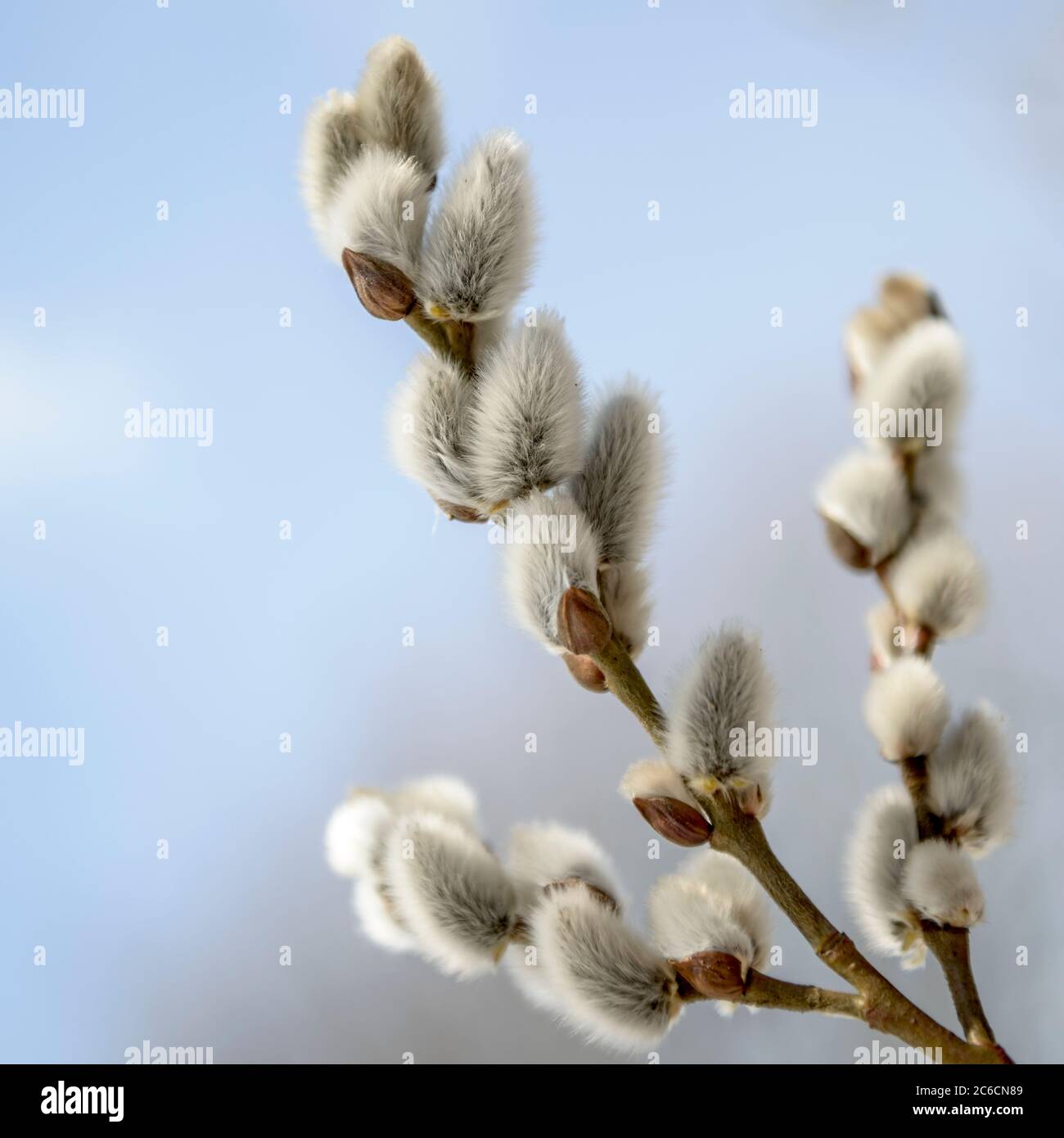 Sal-Weide, Salix caprea, männliche Blauenkäetzchen, Sal Weide, Salix caprea, männliche Blüten Kitten Stockfoto